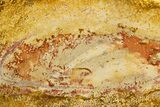 Colorful Polished Petrified Palm Wood Round - Indonesia #308120-1
